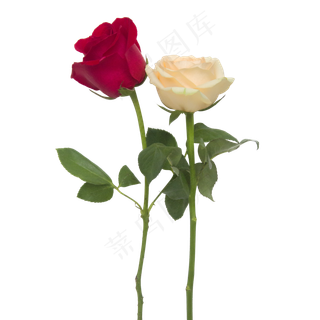 两色玫瑰花