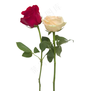 两色玫瑰花