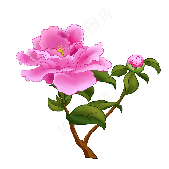 粉色芍药花花枝(2000X2000(DPI:300))psd模版下载