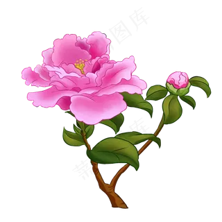 粉色芍药花花枝