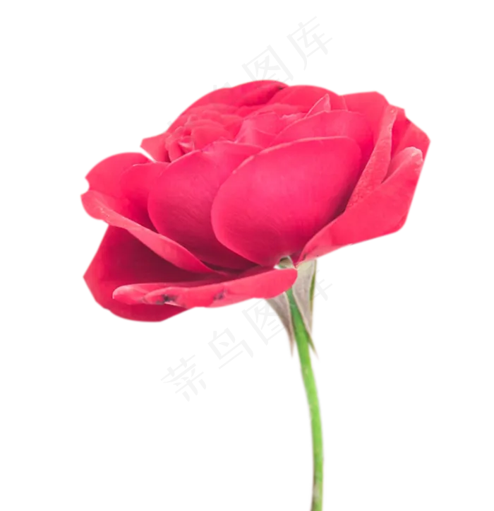 一朵玫瑰(1333X1377(DPI:300))psd模版下载