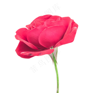 一朵玫瑰