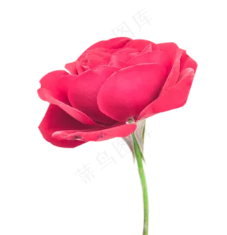 一朵玫瑰