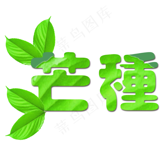 绿色植物叶片设计芒种艺术字(2500X2500(DPI:300))psd模版下载