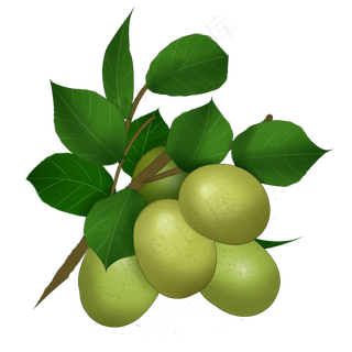 手绘猕猴桃插图装饰