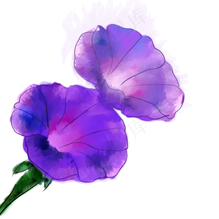 水彩晕染美丽的紫色牵牛花(2000X2000(DPI:300))psd模版下载
