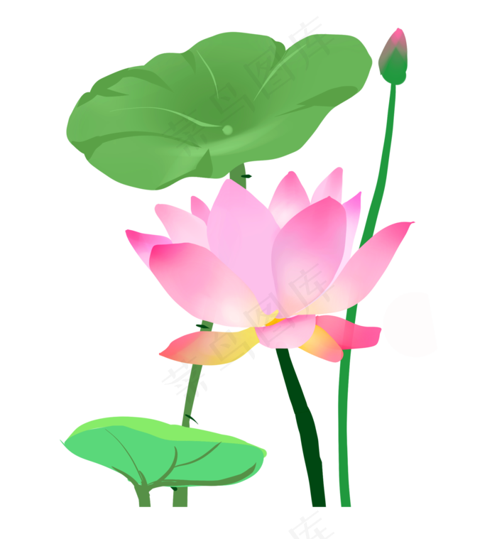 中国风荷花荷叶插画