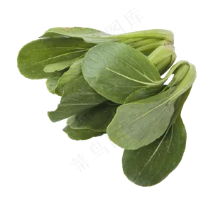 小青菜（png免抠）