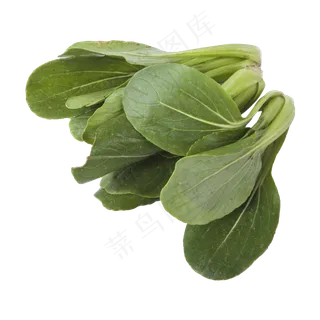 小青菜（png免抠）