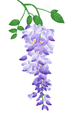 绿叶上的紫藤花