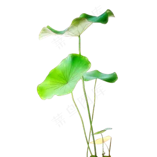 夏至手绘古风荷叶