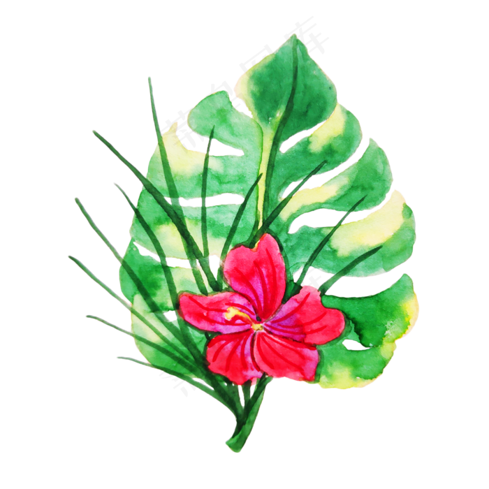 手绘写实热带植物