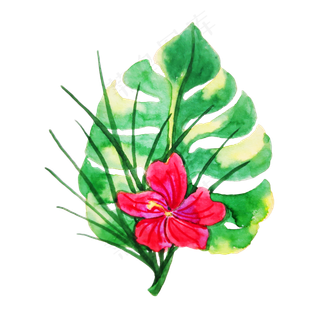 手绘写实热带植物 手绘写实热带植物