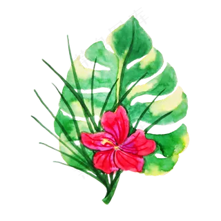 手绘写实热带植物