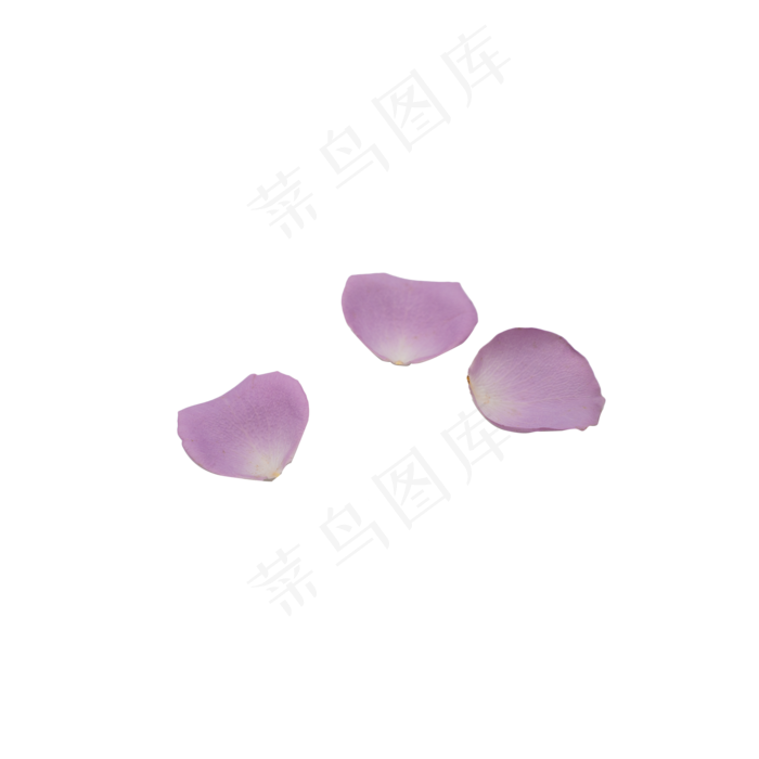 花瓣紫色花瓣玫瑰花瓣摄影实物(2000*2000px 300 dpi )