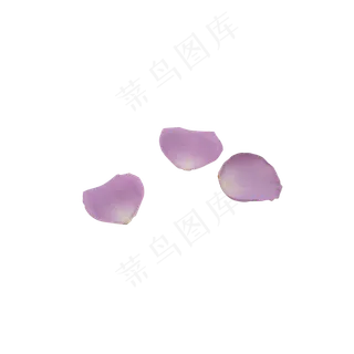 花瓣紫色花瓣玫瑰花瓣摄影实物