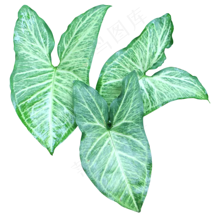 热带植物合果芋叶子(3333*3333px 300 dpi )