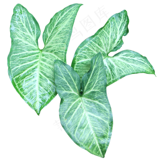 热带植物合果芋叶子