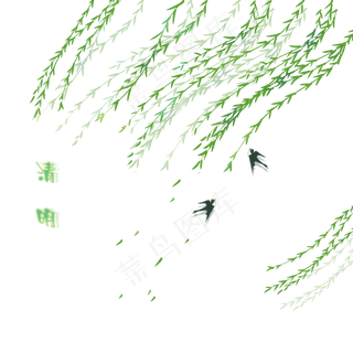 春天清明节柳树柳枝