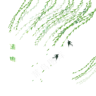 春天清明节柳树柳枝