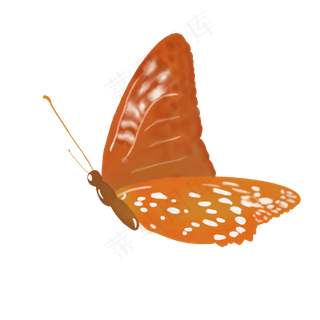 黄色枯叶蝶png图片素材