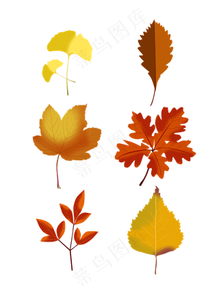 枫叶银杏叶秋叶红色立秋节气