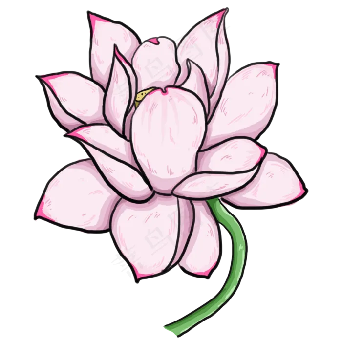 粉色手绘植物荷花元素(2000X2000(DPI:300))psd模版下载