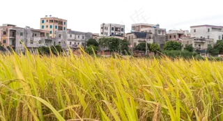 农村水稻稻子,免抠元素