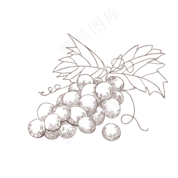 手绘线描葡萄插画