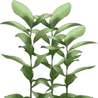 树叶24节气商用元素