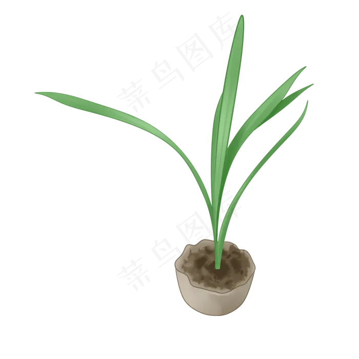 植物手绘兰草盆栽(2050X2050(DPI:299))psd模版下载