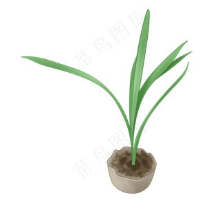 植物手绘兰草盆栽