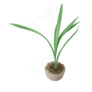 植物手绘兰草盆栽