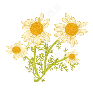 春天植物洋甘菊,免抠元素