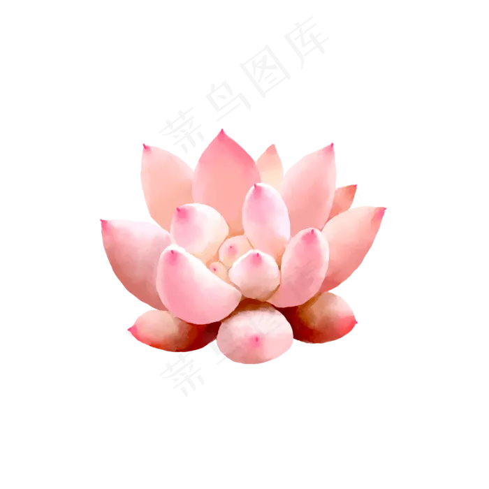 小清新水彩多肉植物2,免抠元素