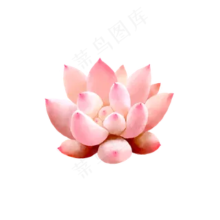 小清新水彩多肉植物2,免抠元素