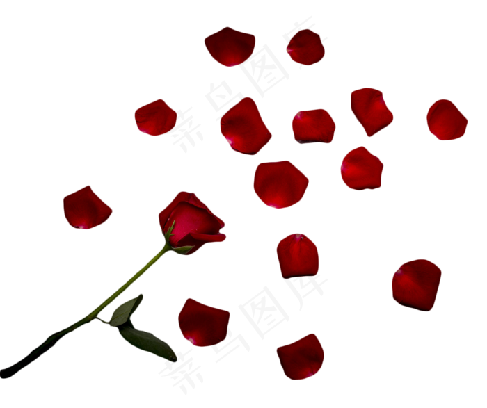 一朵红玫瑰和花瓣(1590X1333(DPI:300))psd模版下载