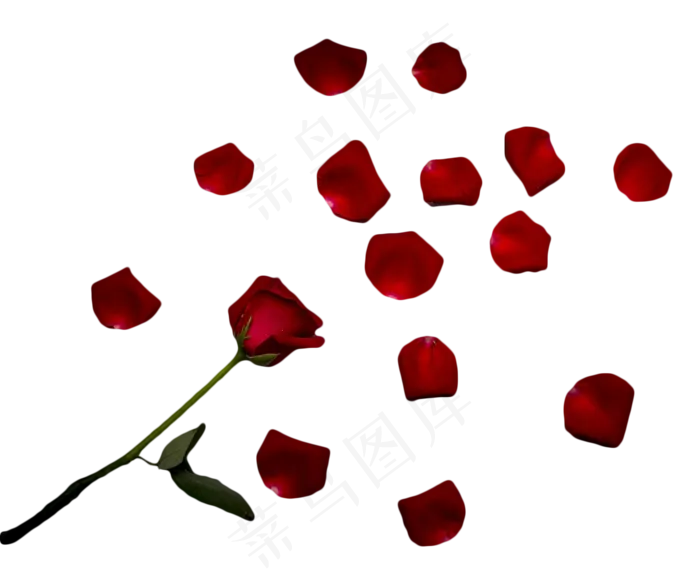 一朵红玫瑰和花瓣(1590X1333(DPI:300))psd模版下载