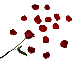 一朵红玫瑰和花瓣