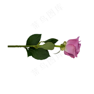 紫色冷美人玫瑰