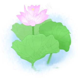 小清新荷花装饰