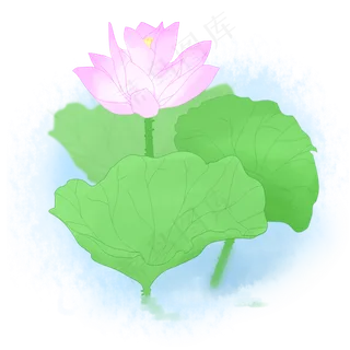 小清新荷花装饰 小清新荷花装饰