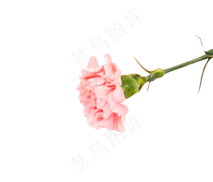 一束花一枝花粉色的花朵