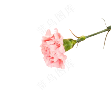 一束花一枝花粉色的花朵