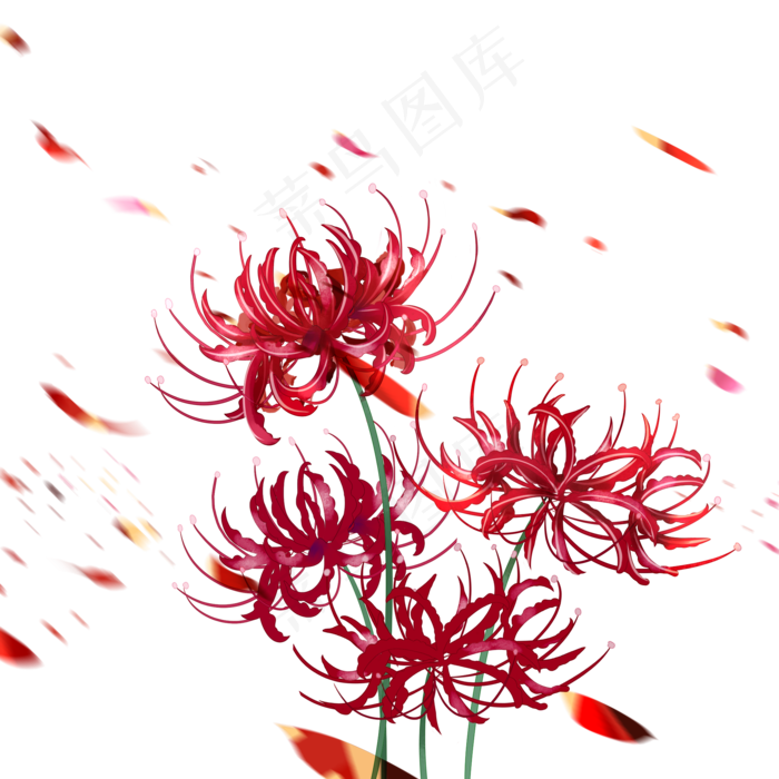 彼岸花红色植物(2000X2000(DPI:300))psd模版下载