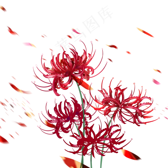 彼岸花红色植物(2000X2000(DPI:300))psd模版下载
