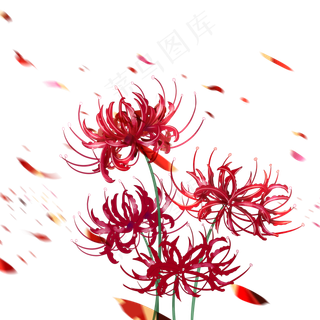 彼岸花红色植物