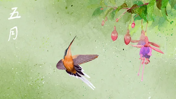 五月吃花蜜的小鸟 五月吃花蜜的小鸟