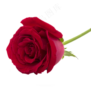 一朵红玫瑰