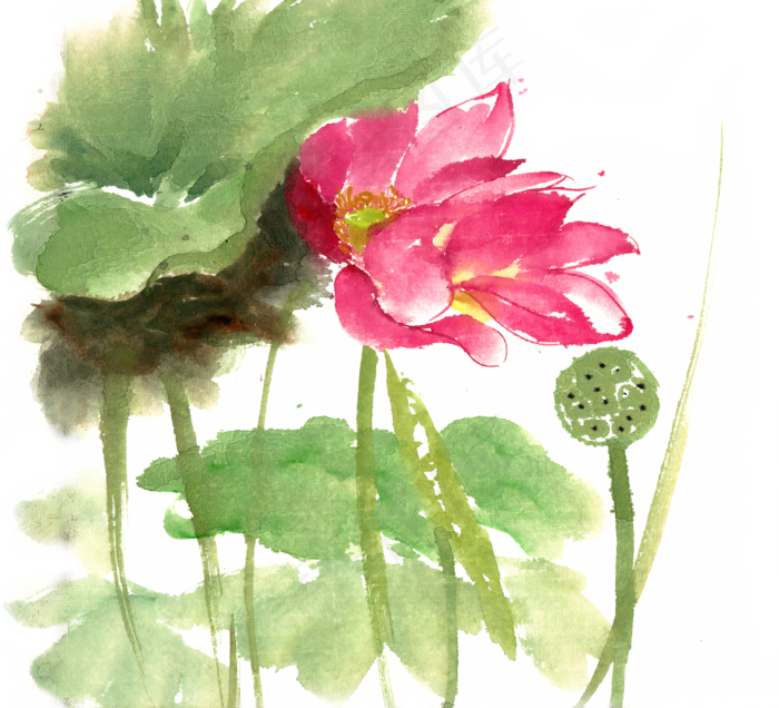 鲜艳的荷花(4724X4290(DPI:300))psd模版下载